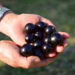 No Parque Maeda, é possível fazer colheira de frutas e visitar estufa de 3 mil m² com mudas de morangos, além de pomares com pés de jabuticabas e lichias. 