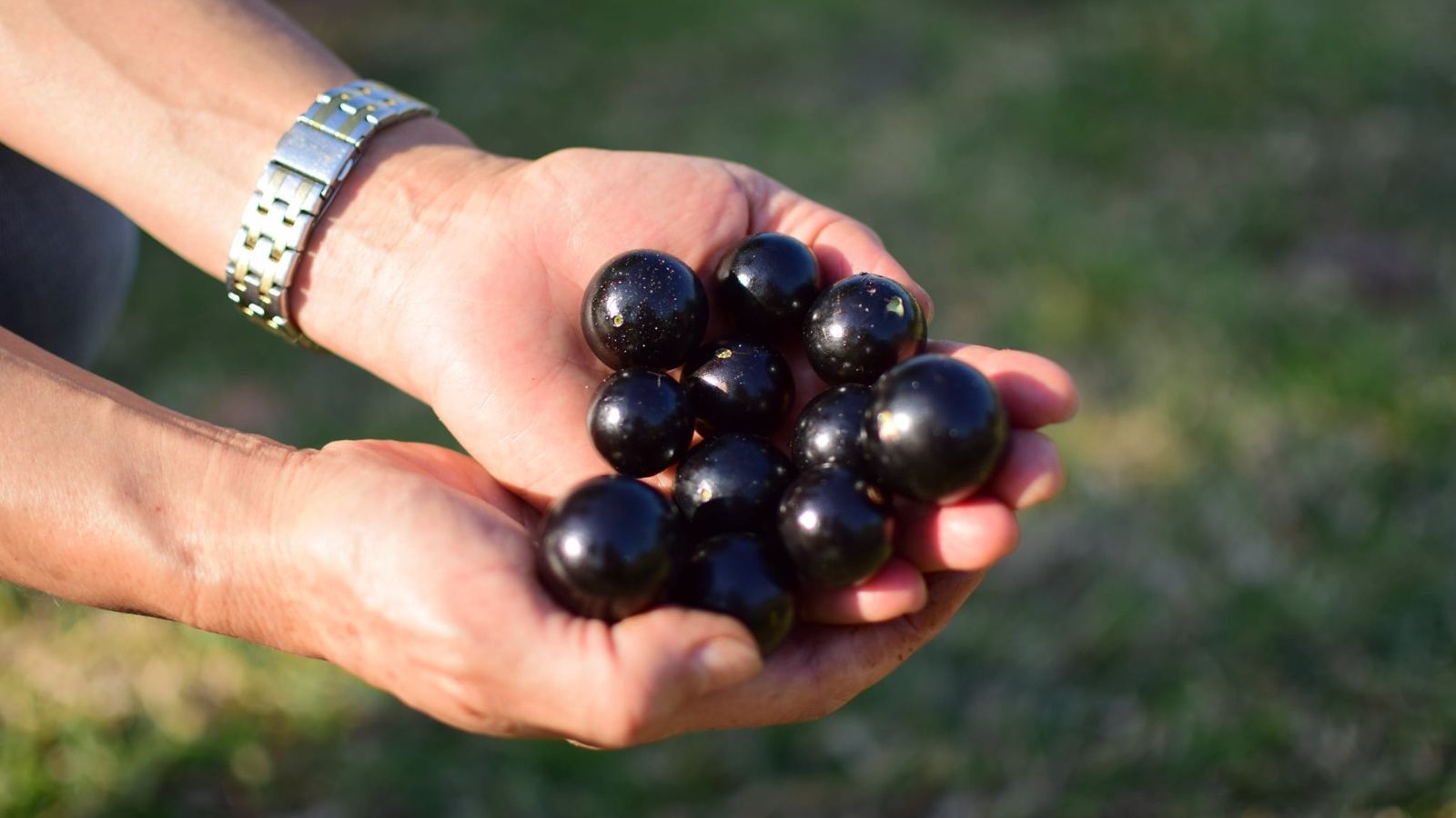 No Parque Maeda, é possível fazer colheira de frutas e visitar estufa de 3 mil m² com mudas de morangos, além de pomares com pés de jabuticabas e lichias. 